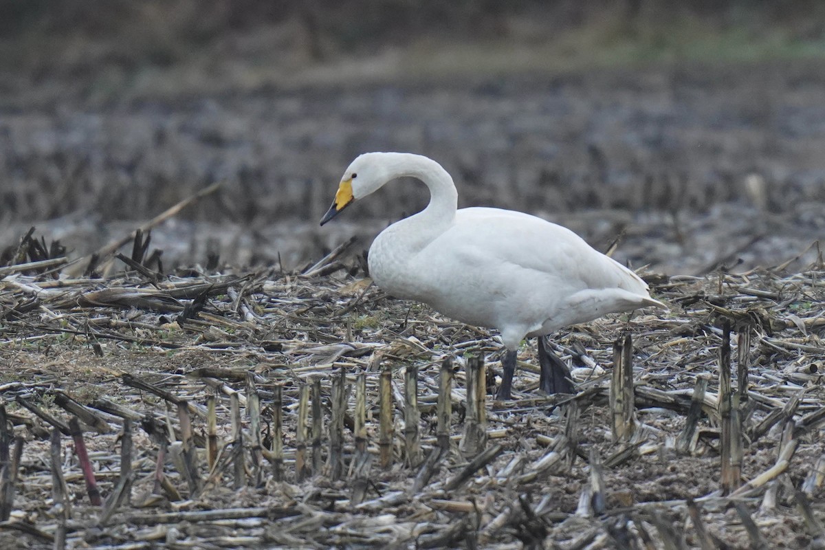 Whooper Swan - ML509521731