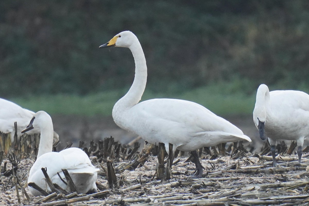 Whooper Swan - ML509521751