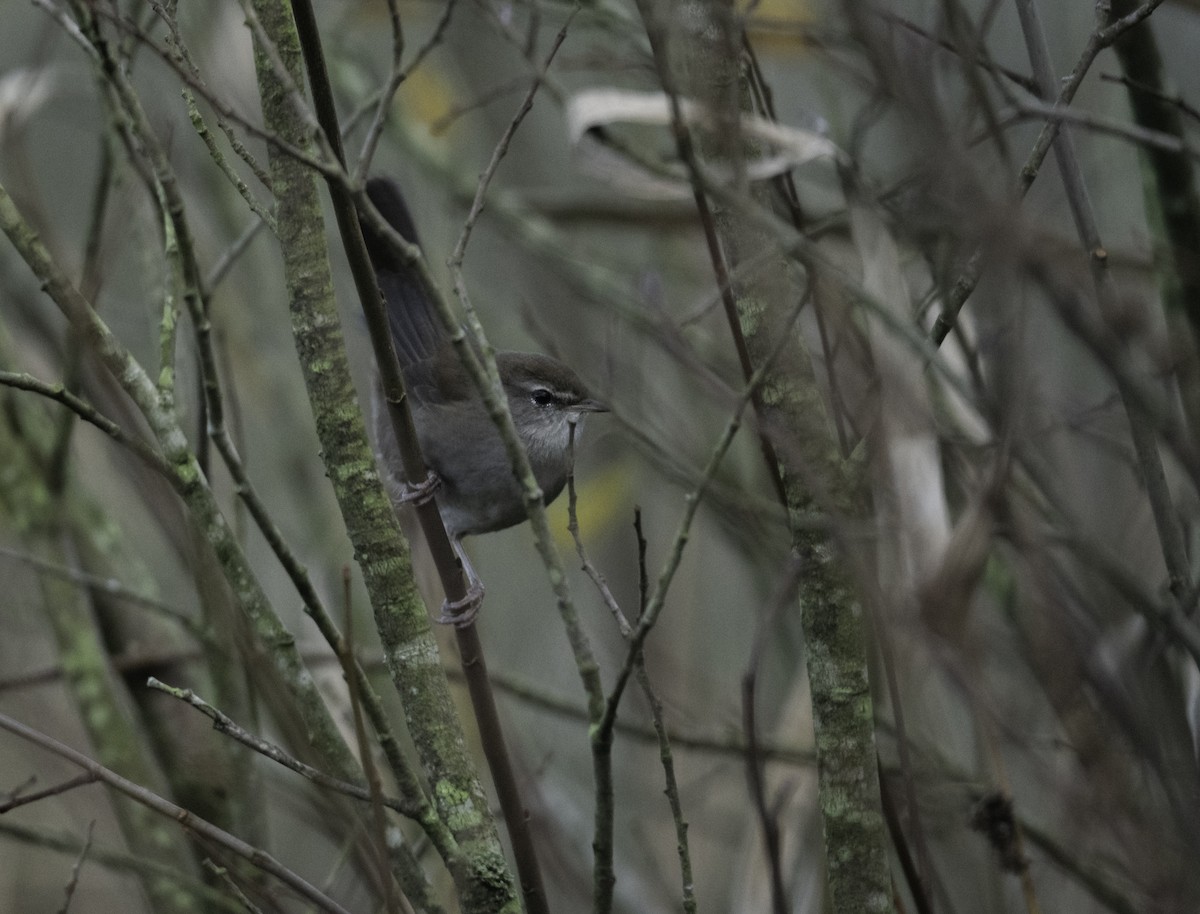 Cetti's Warbler - ML509521861
