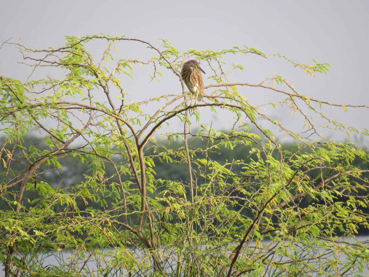 Indian Pond-Heron - Kalaimani Ayuthavel