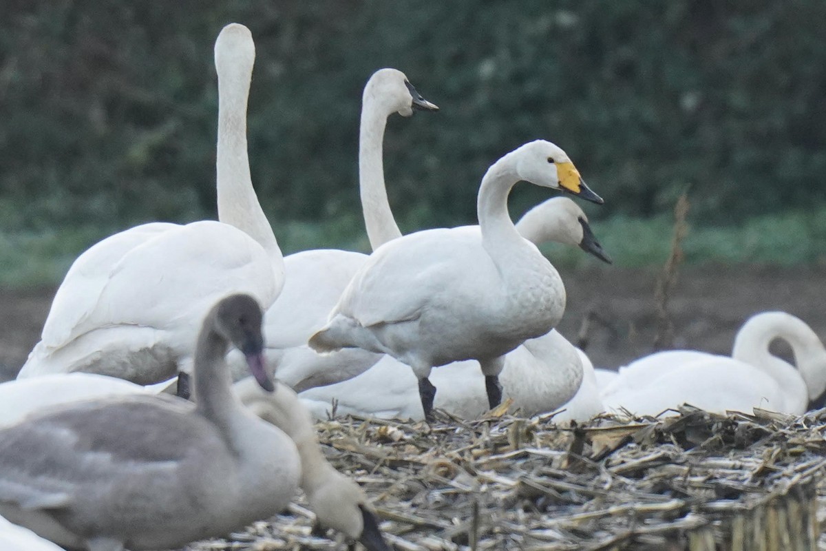 Whooper Swan - ML509521911