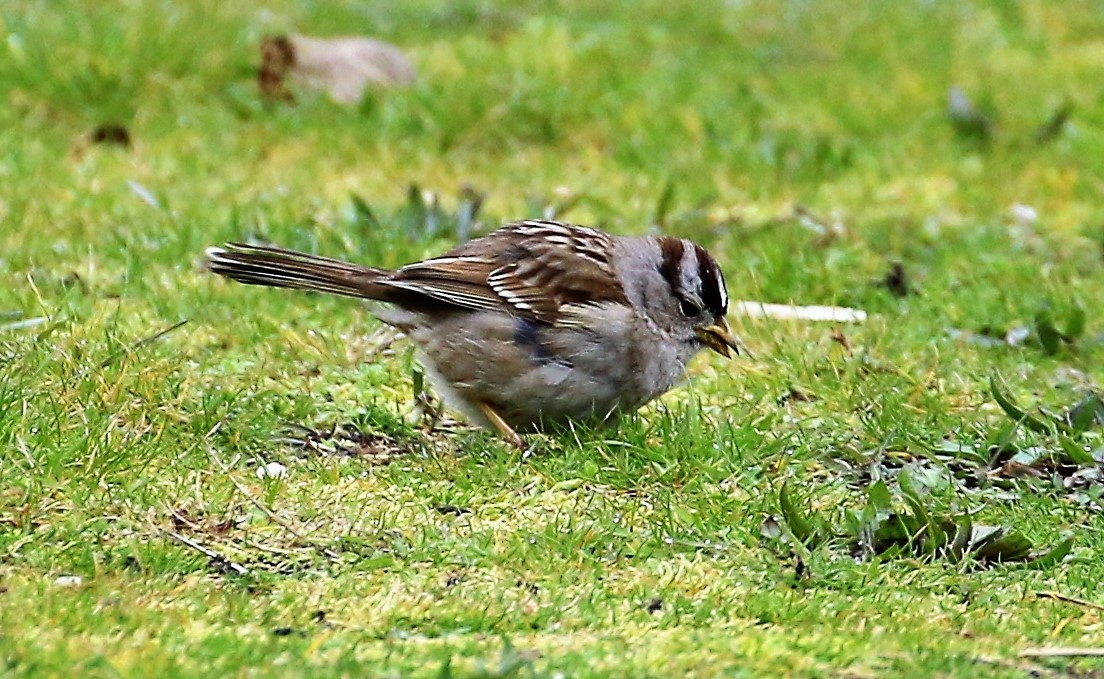 Bruant à couronne blanche (pugetensis) - ML50952221