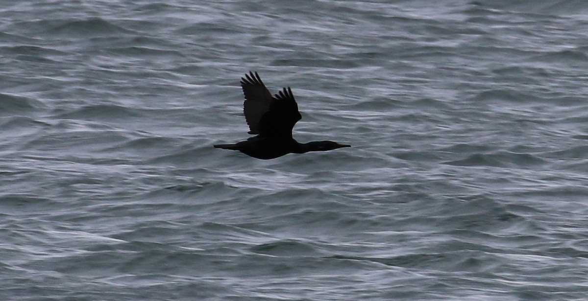 Brandt's Cormorant - ML50952431