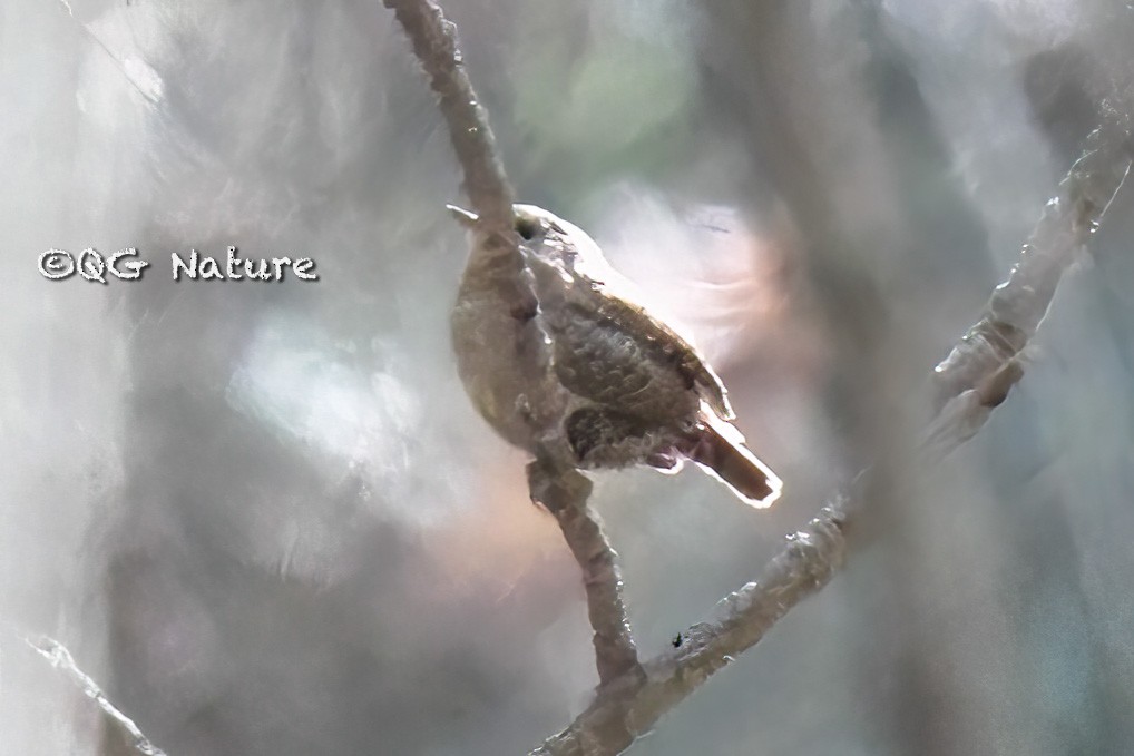 Eurasian Wren - QG Wang