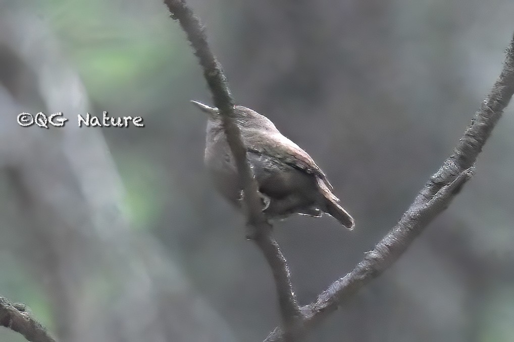 Eurasian Wren - QG Wang