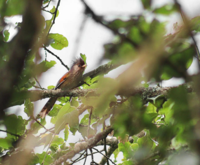 Rusty-fronted Barwing - ML509525751