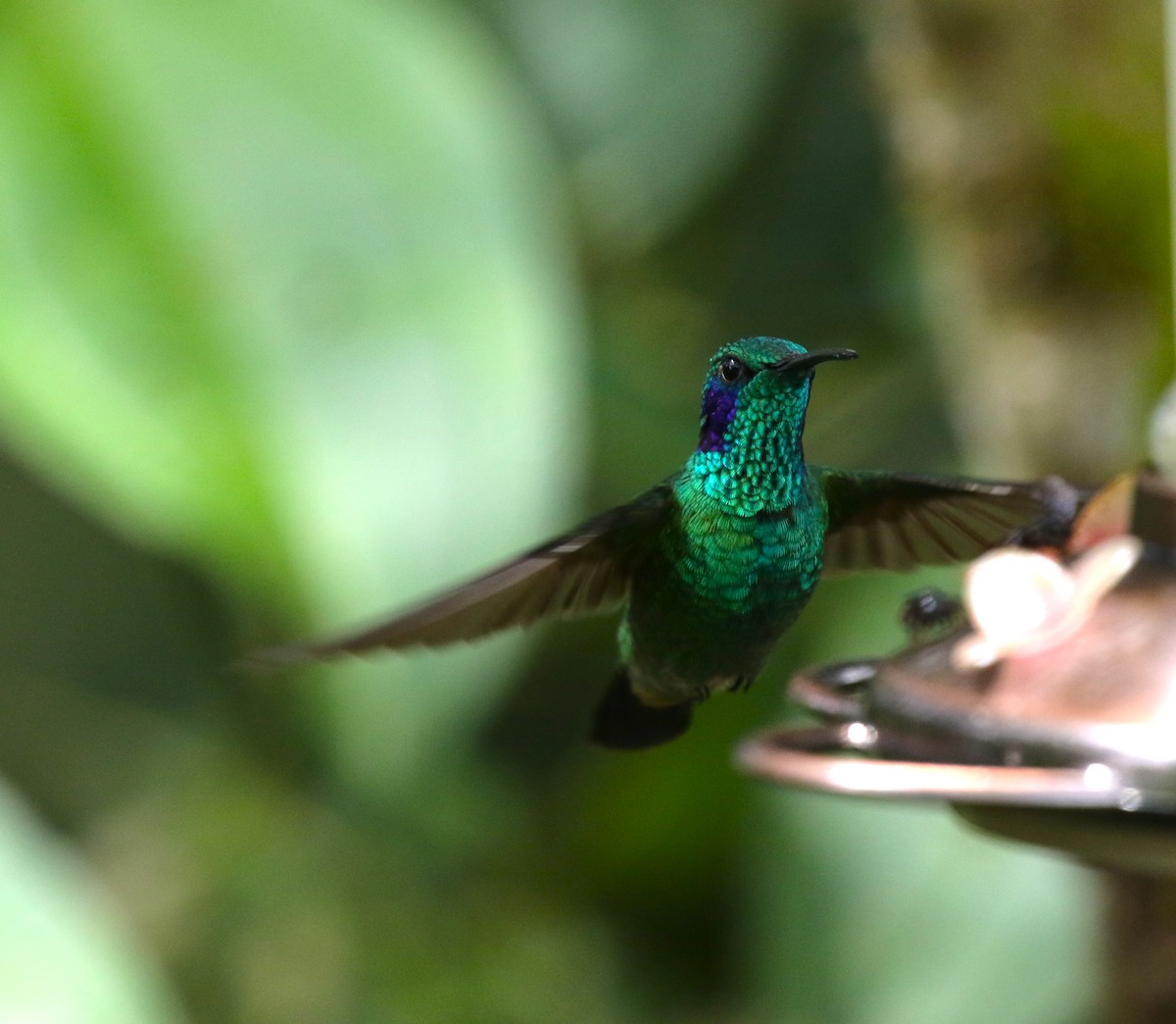 kolibřík modrouchý - ML509528151
