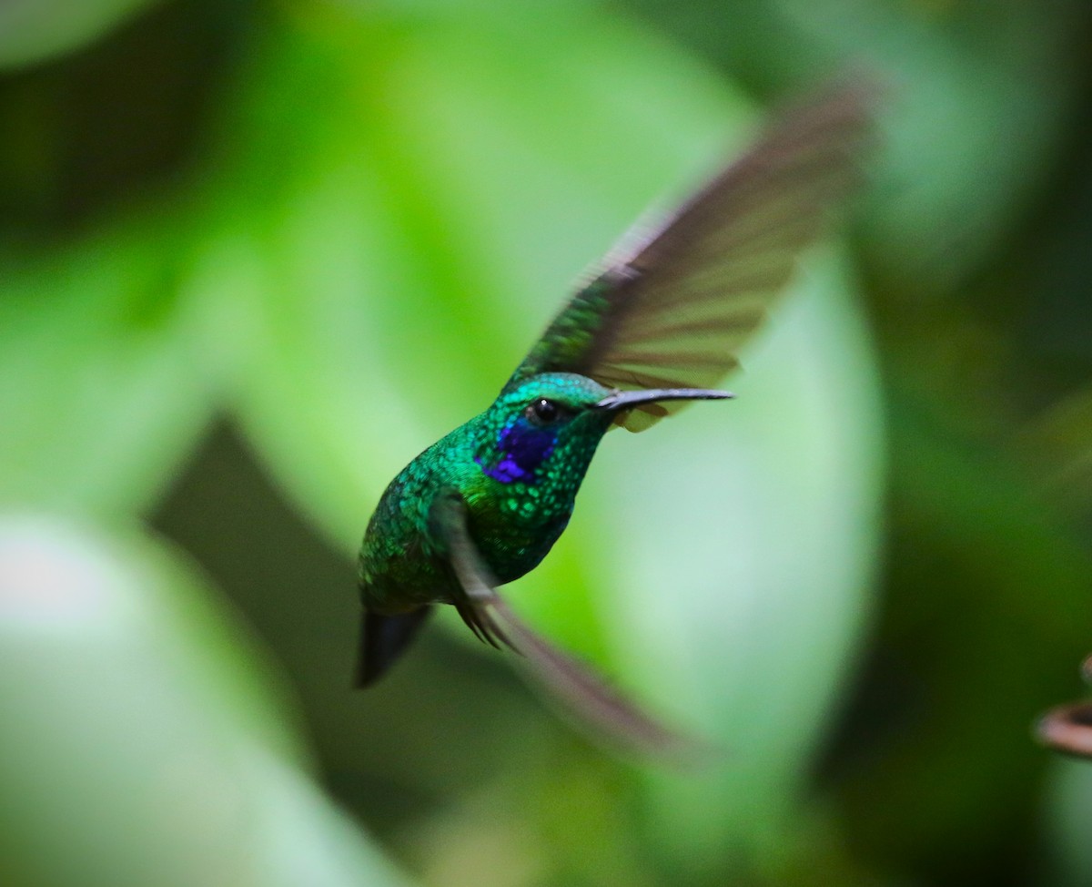 kolibřík modrouchý - ML509528421