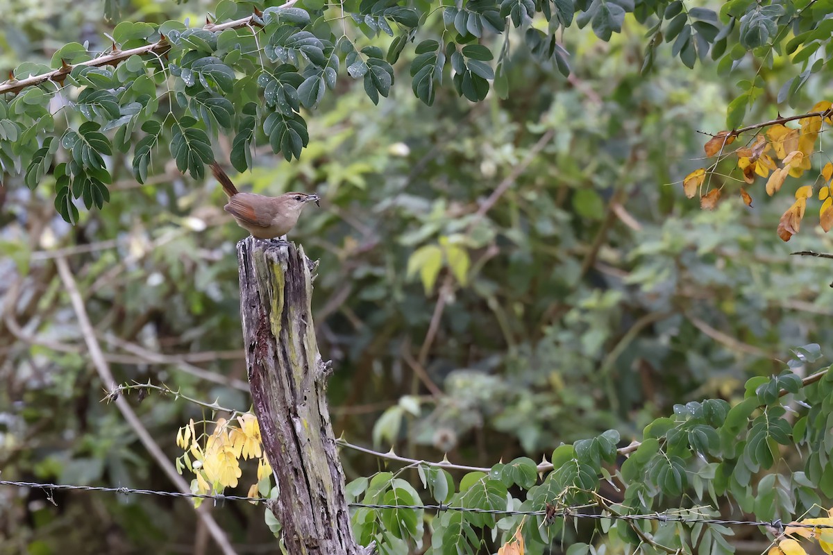 Rufous-fronted Thornbird (Rufous-winged) - ML509529271