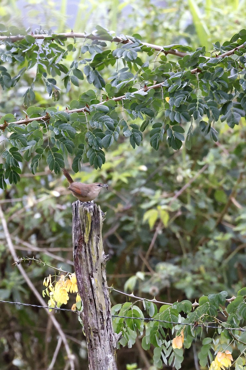 Rufous-fronted Thornbird (Rufous-winged) - ML509529291
