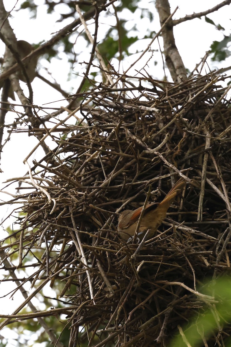 Rufous-fronted Thornbird (Rufous-winged) - ML509529301