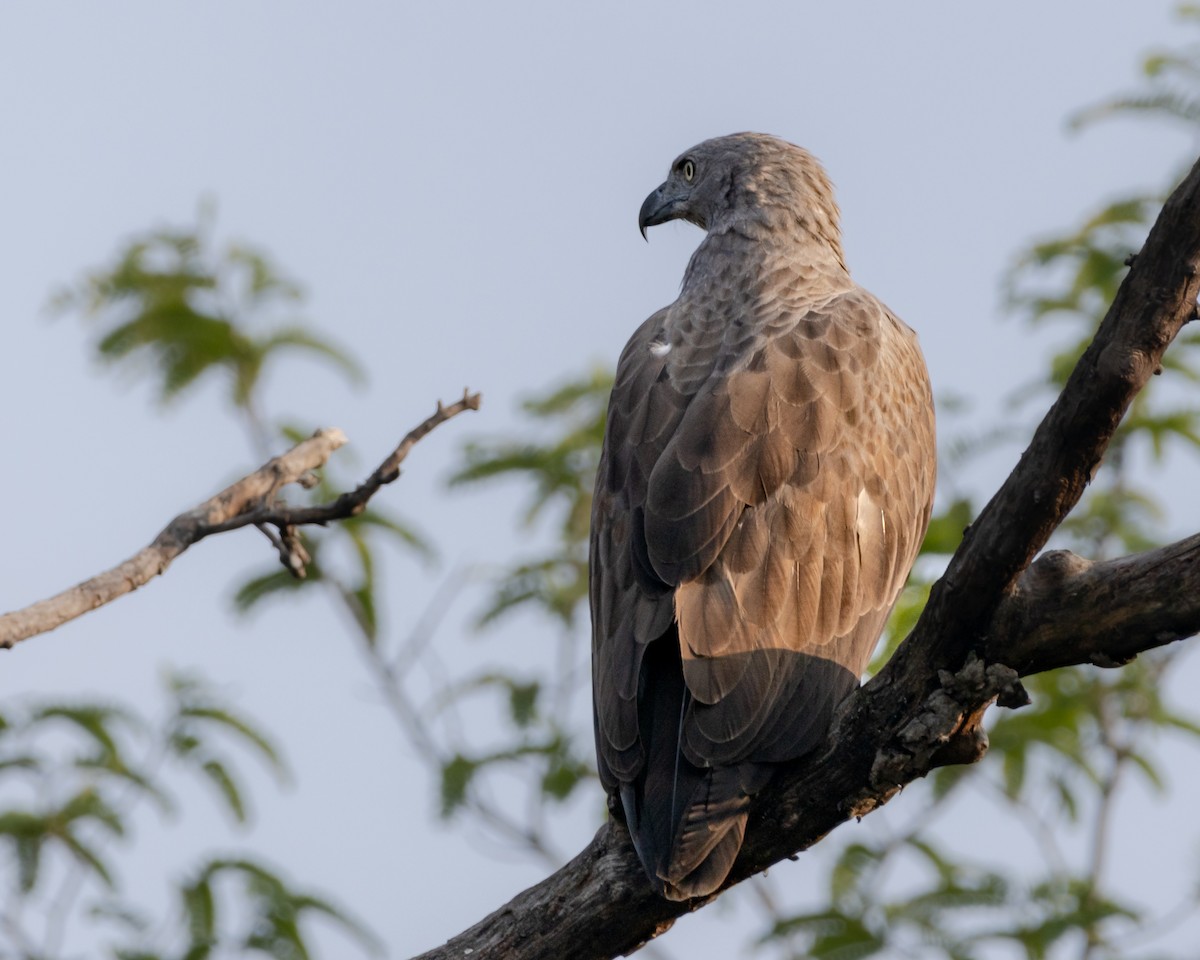 Lesser Fish-Eagle - ML509529341