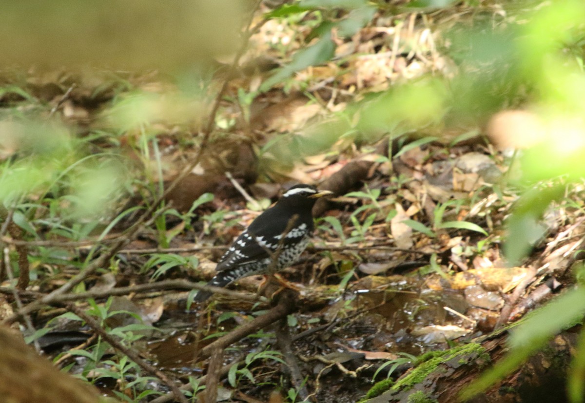 Pied Thrush - ML509529631