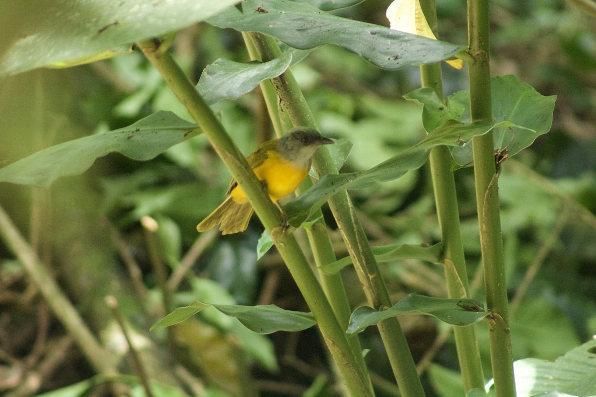 Gray-headed Tanager - ML509531481