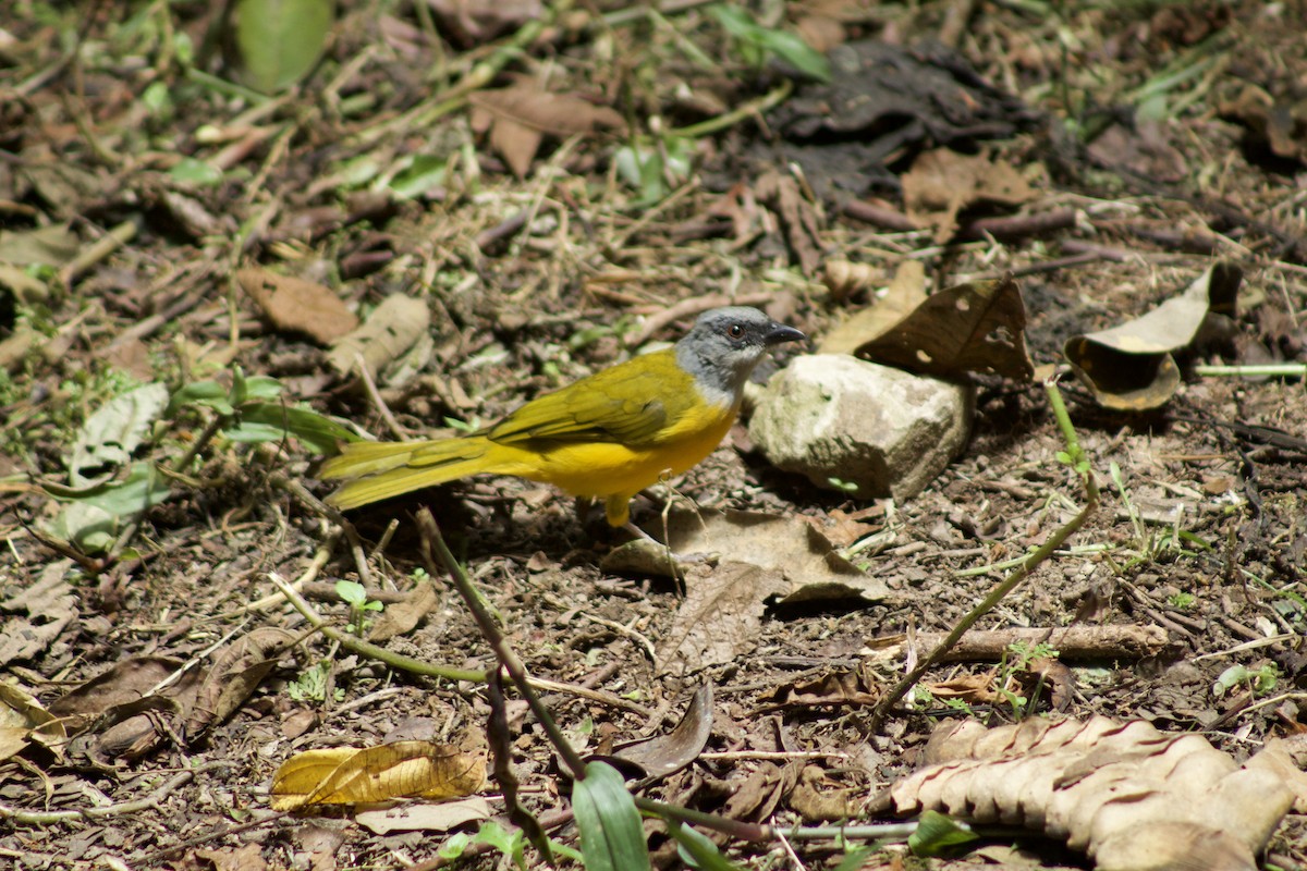 Gray-headed Tanager - ML509531501