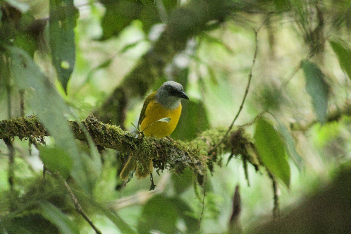 Gray-headed Tanager - ML509531511