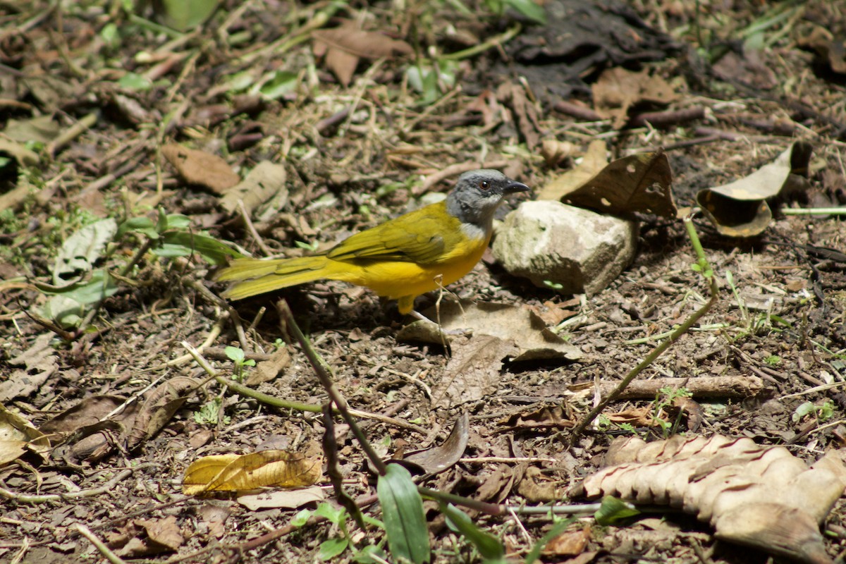 Gray-headed Tanager - ML509531531