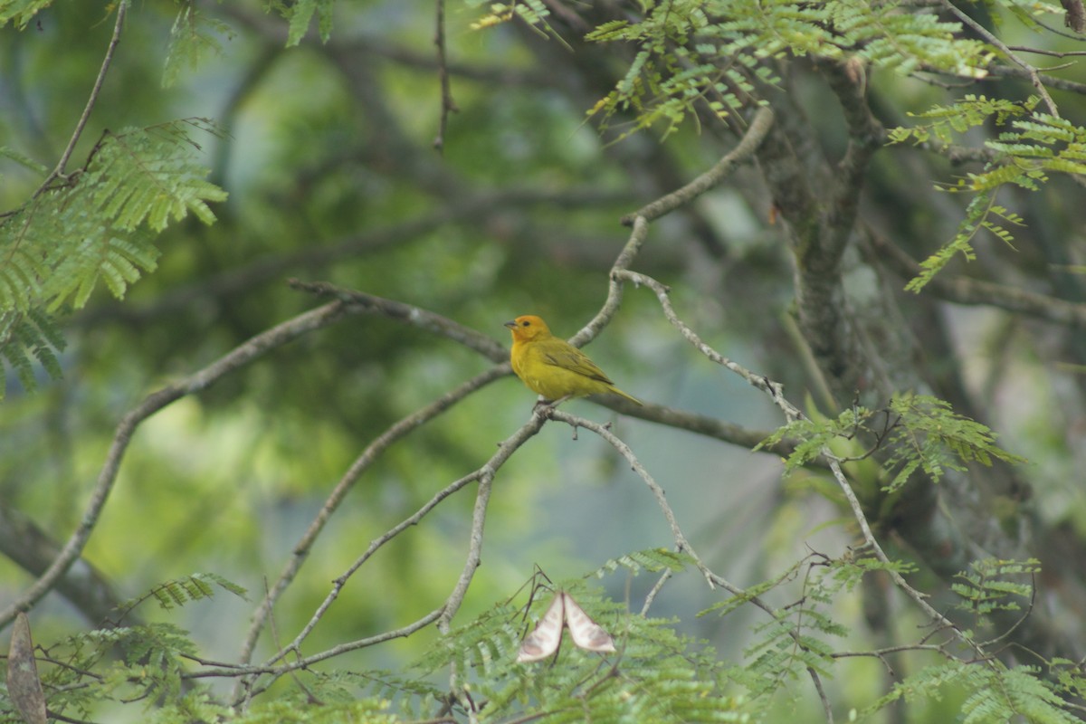 Saffron Finch - ML509531861