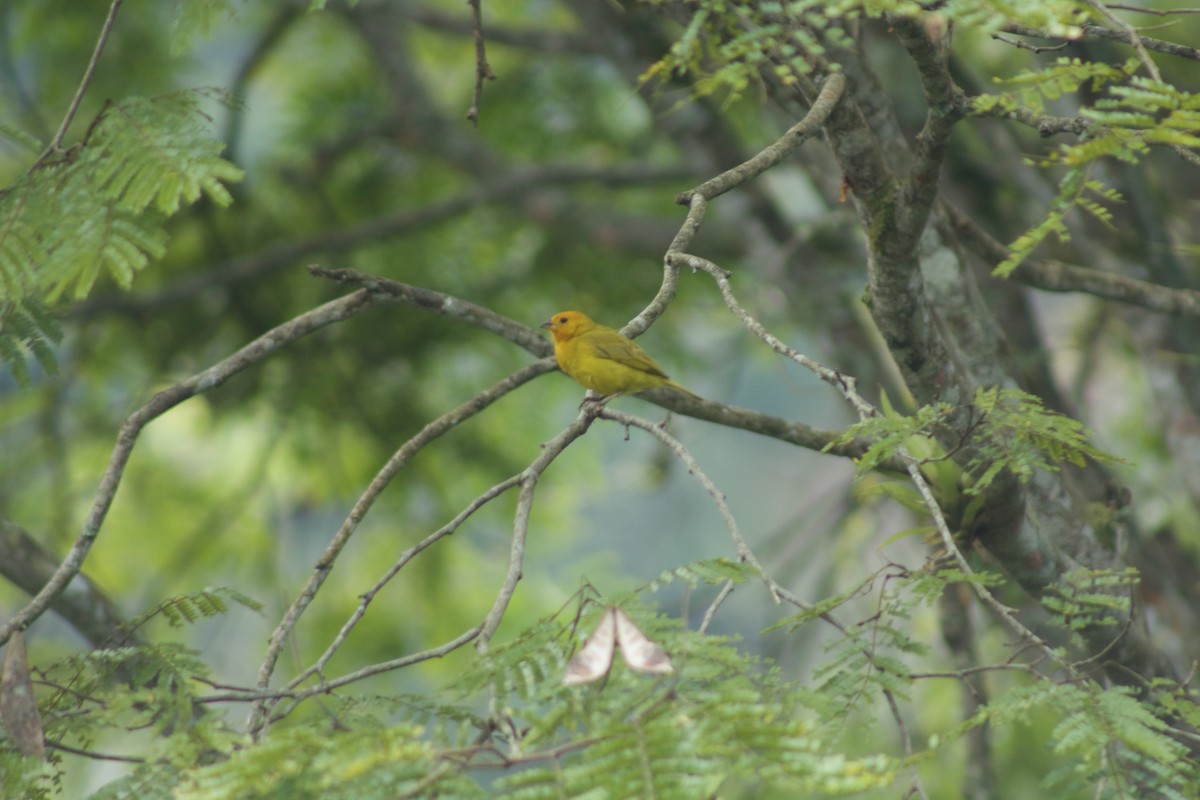 Saffron Finch - ML509531871