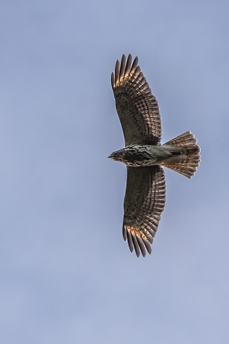 Red-shouldered Hawk - Marc Boisvert