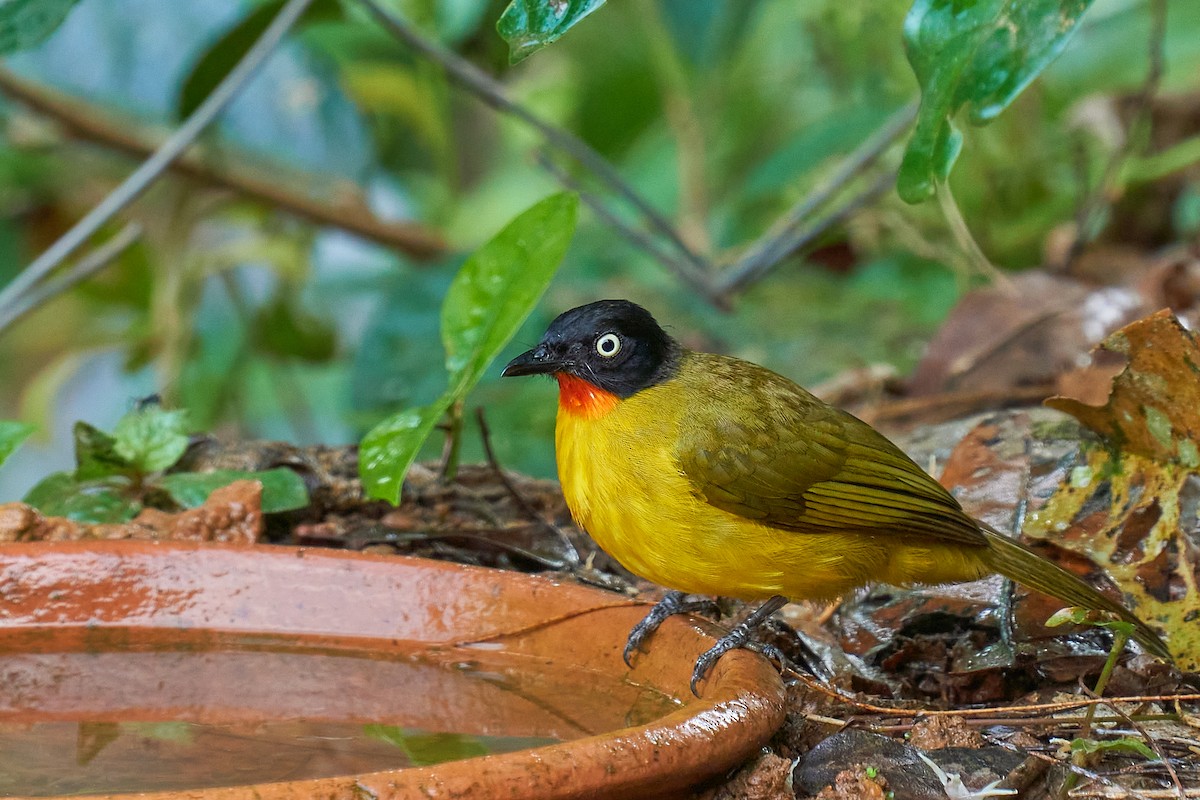 Flame-throated Bulbul - ML509532411