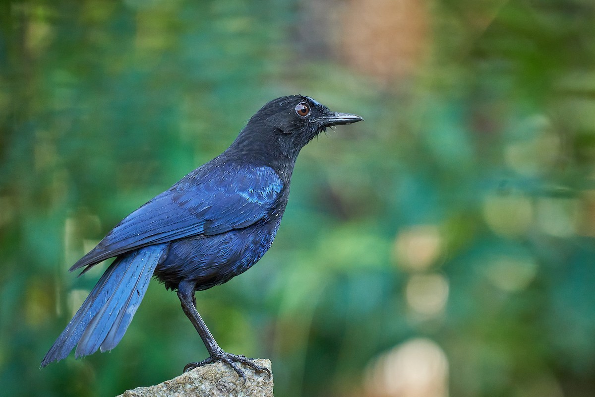 Malabar Whistling-Thrush - ML509532611