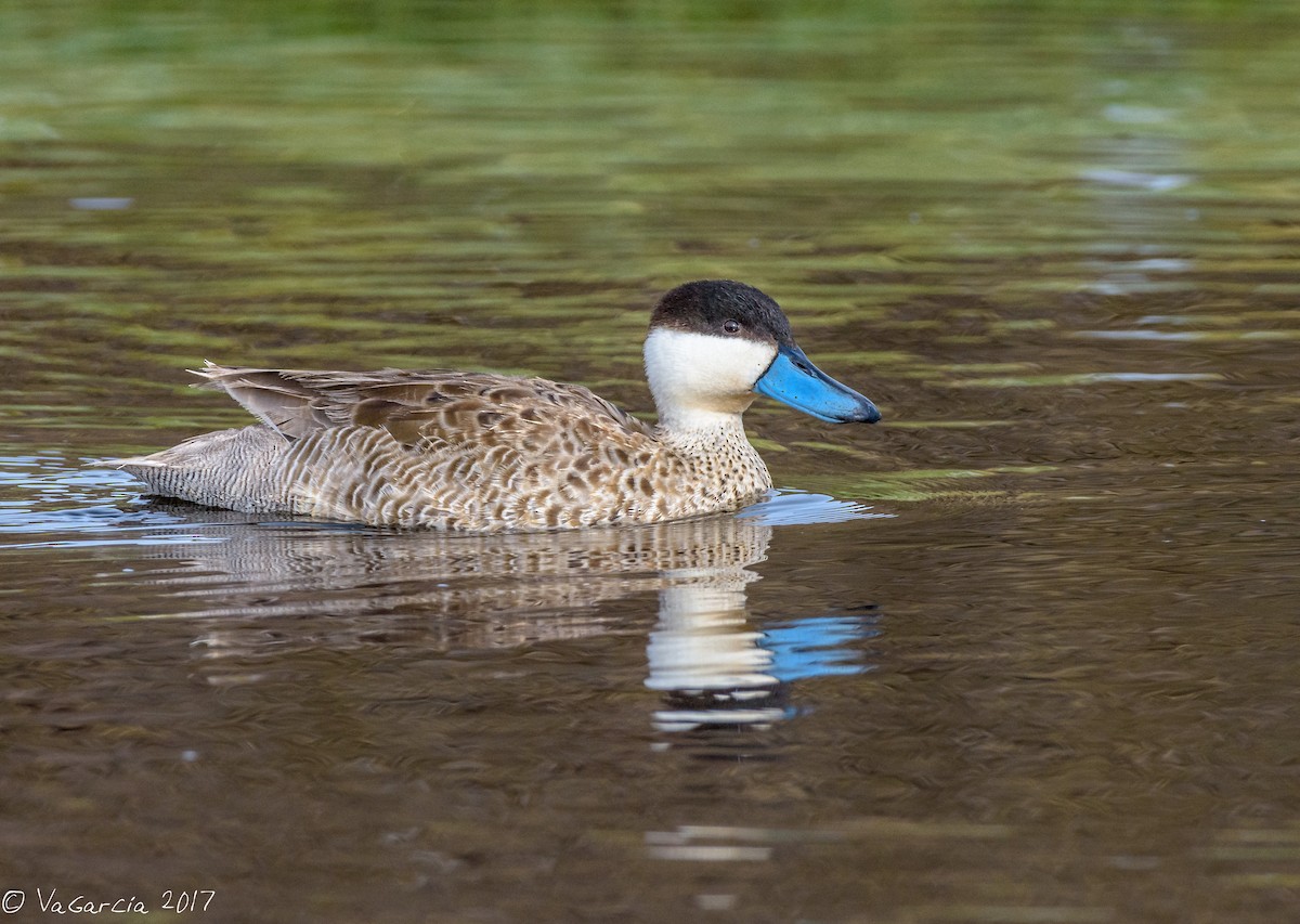 Puna Teal - ML50953431