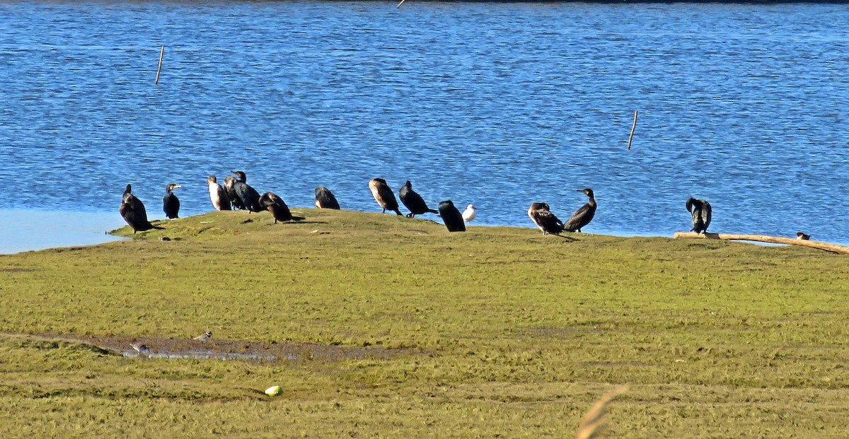 Great Cormorant - ML509534391