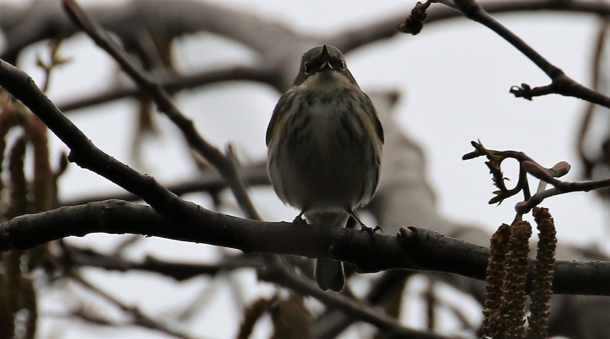 Yellow-rumped Warbler (Myrtle) - ML50953461