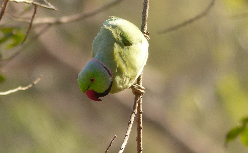 Rose-ringed Parakeet - ML50953661