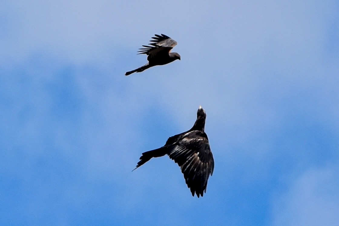 Wedge-tailed Eagle - ML509537291