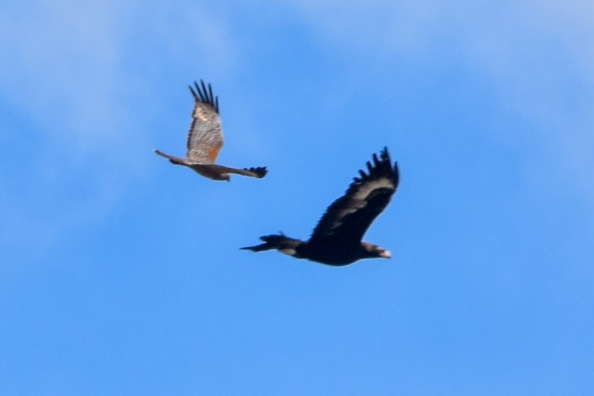 Wedge-tailed Eagle - ML509537301