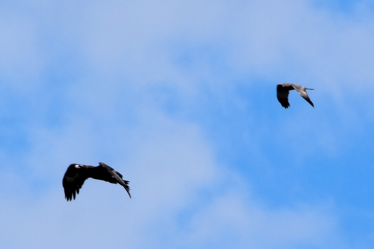 Wedge-tailed Eagle - ML509537321