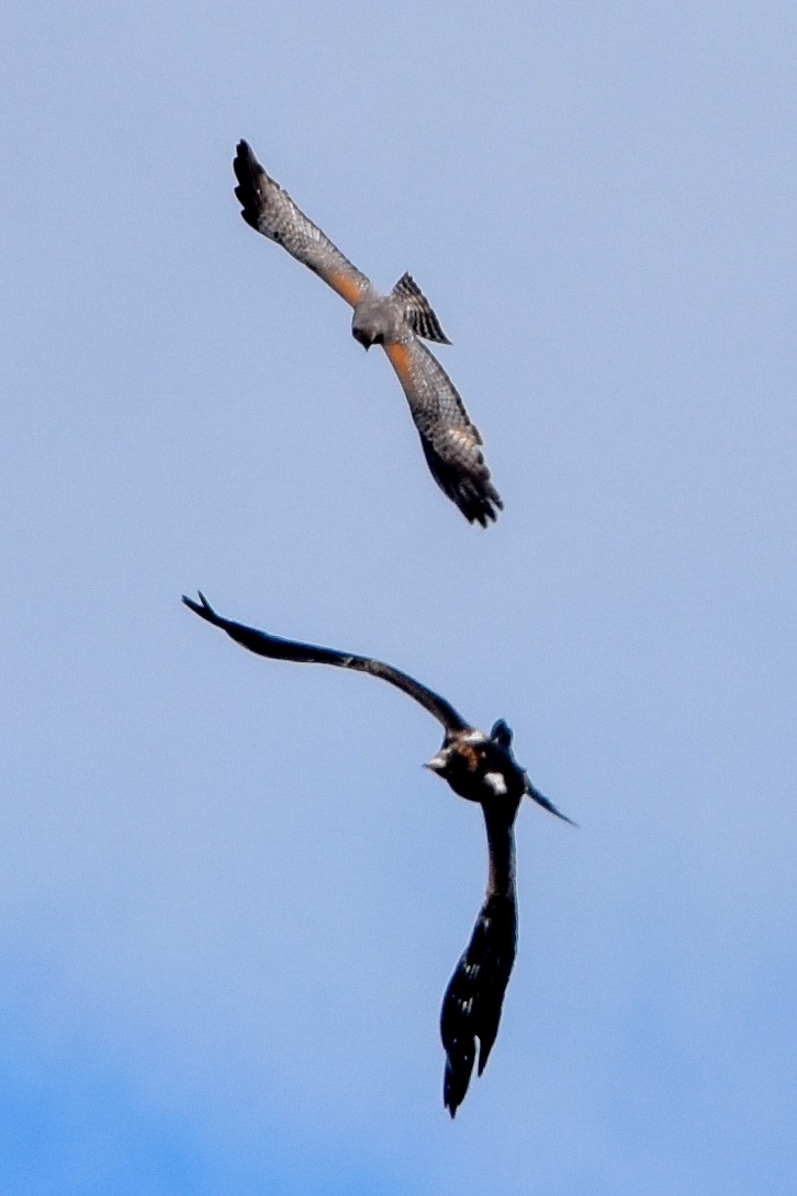 Wedge-tailed Eagle - ML509537331