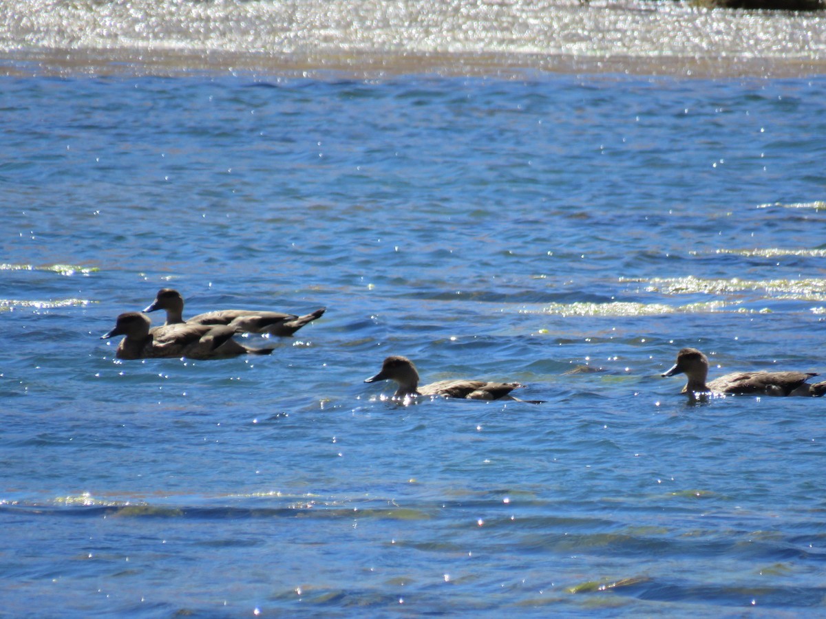 Crested Duck - ML50953791