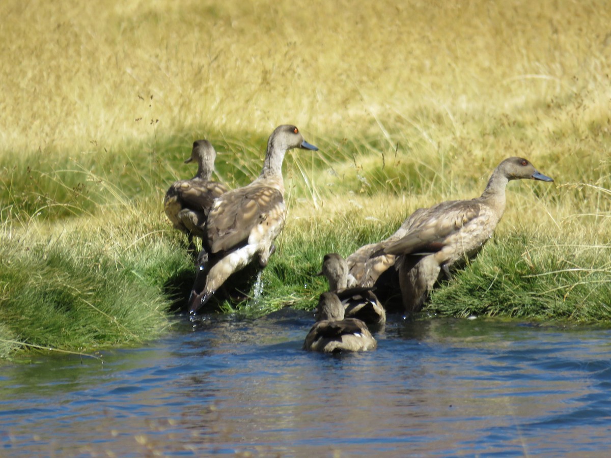 Crested Duck - ML50953801