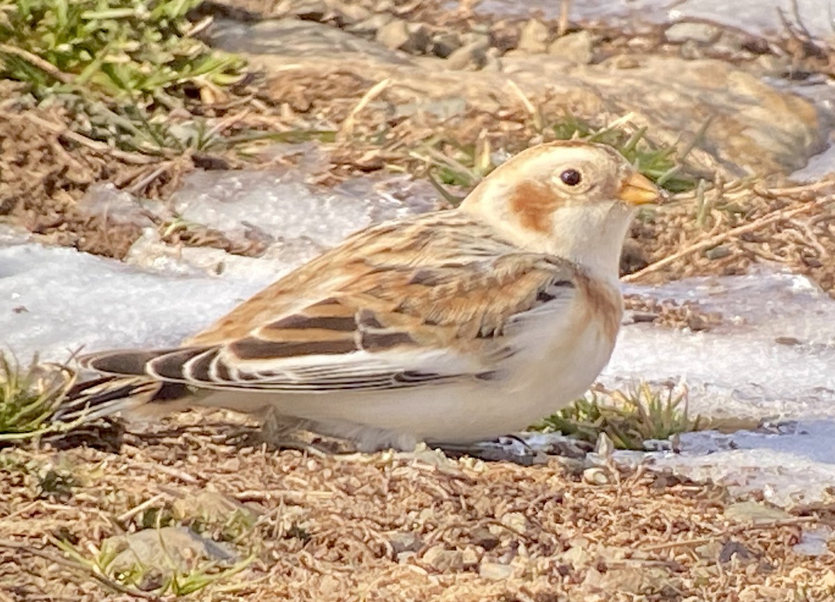 Snow Bunting - ML509539151