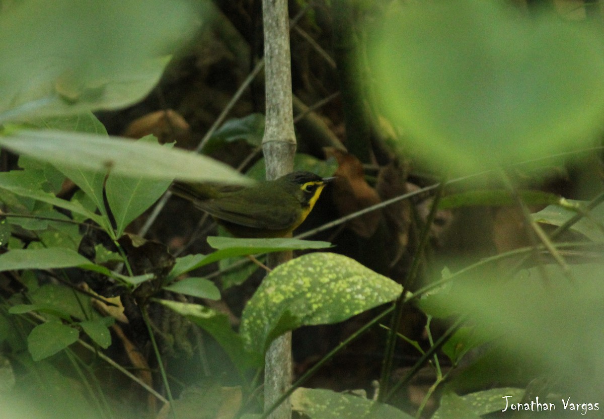 Kentucky Warbler - ML50953921