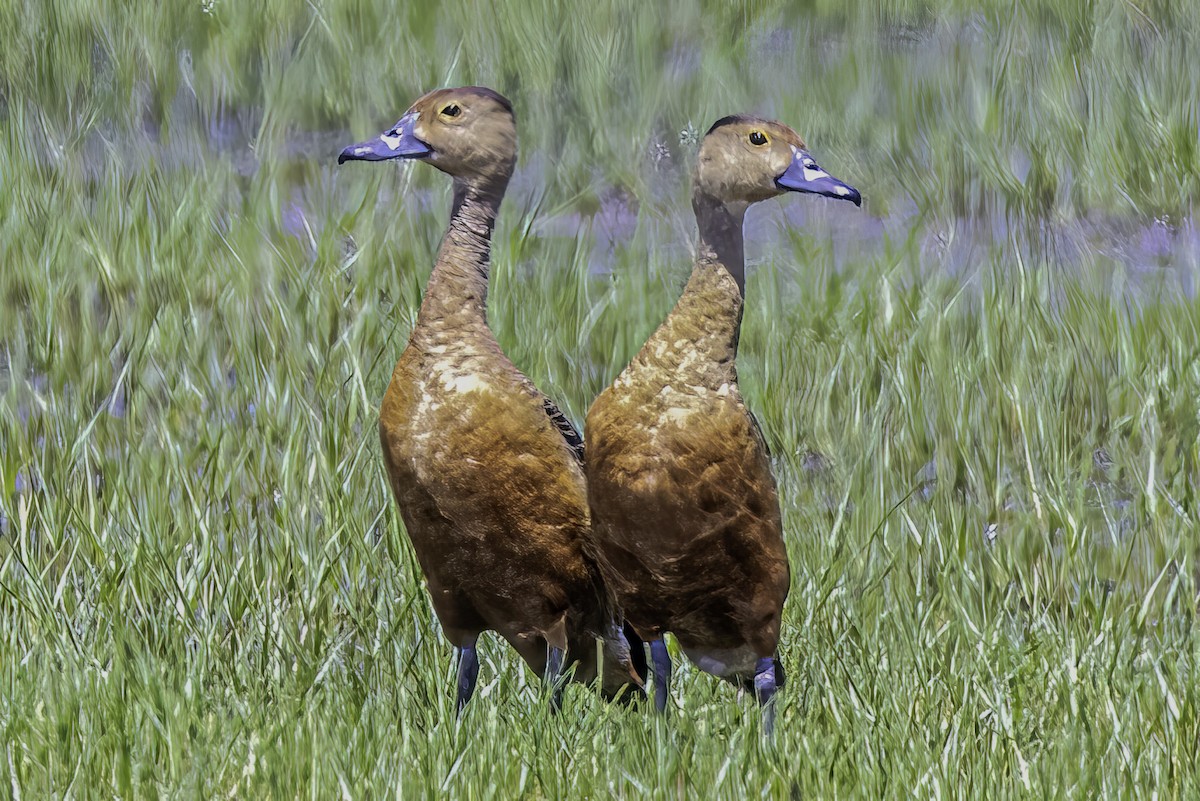 Lesser Whistling-Duck - ML509539401