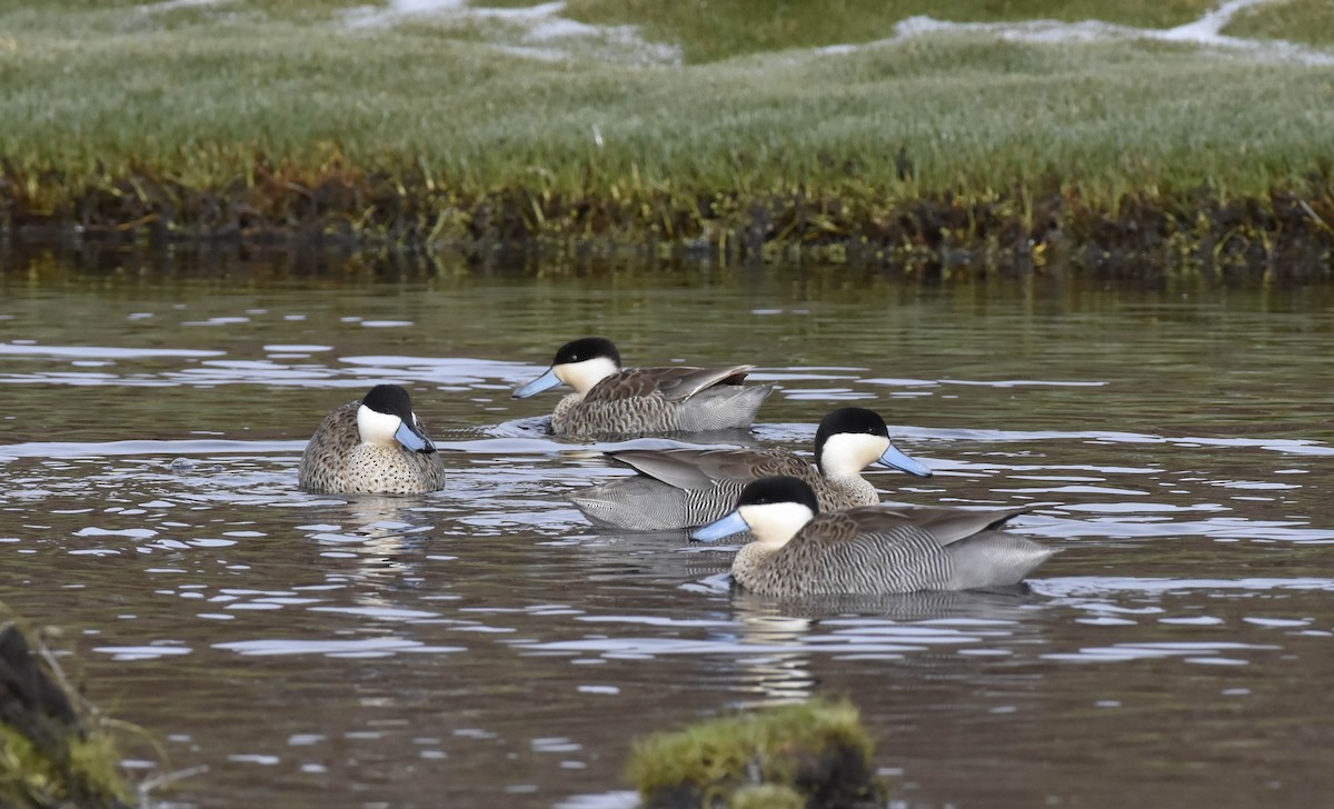 Puna Teal - ML50953951