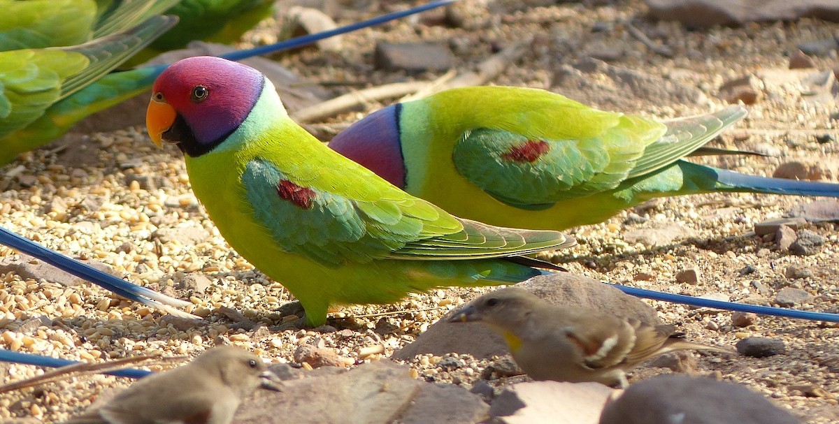 Plum-headed Parakeet - ML50953961