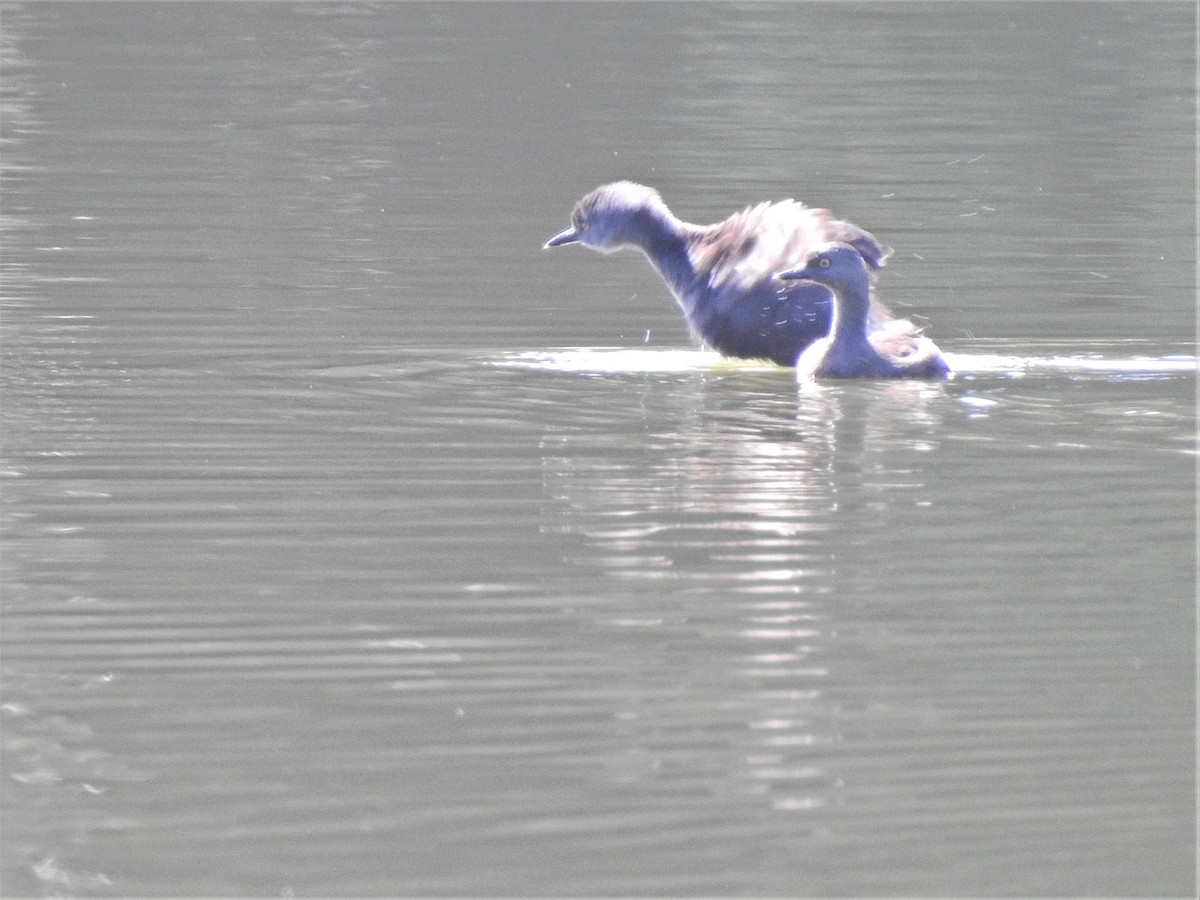 Least Grebe - ML509539701