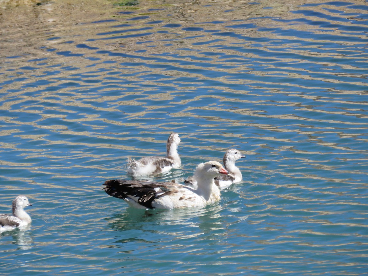 Andean Goose - ML50953971