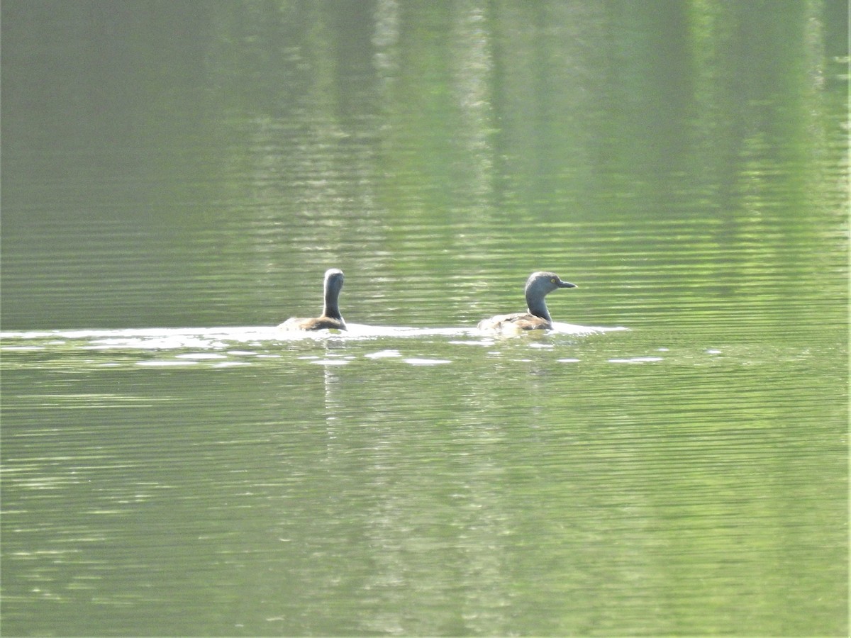 Least Grebe - ML509539731