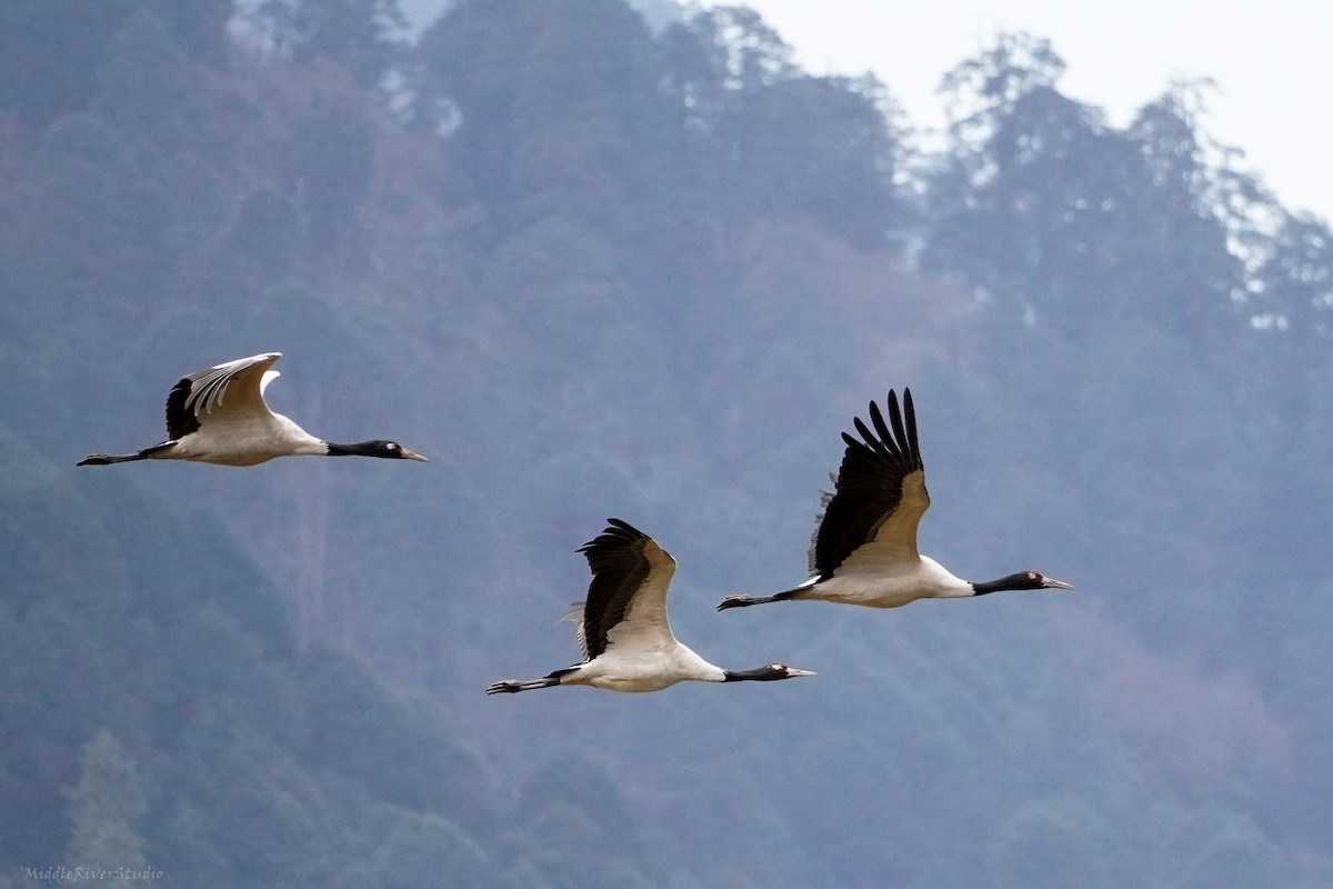 Black-necked Crane - ML509539741