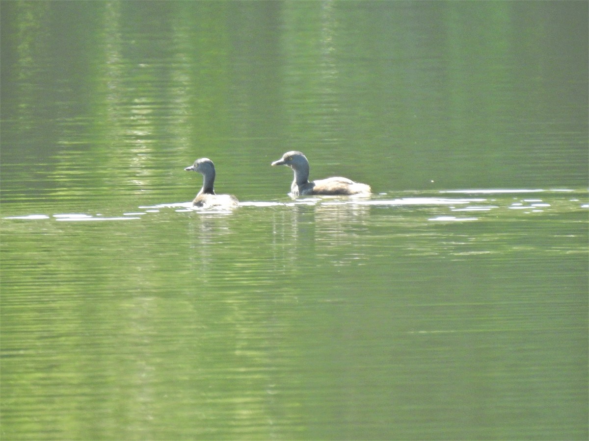 Least Grebe - ML509539761