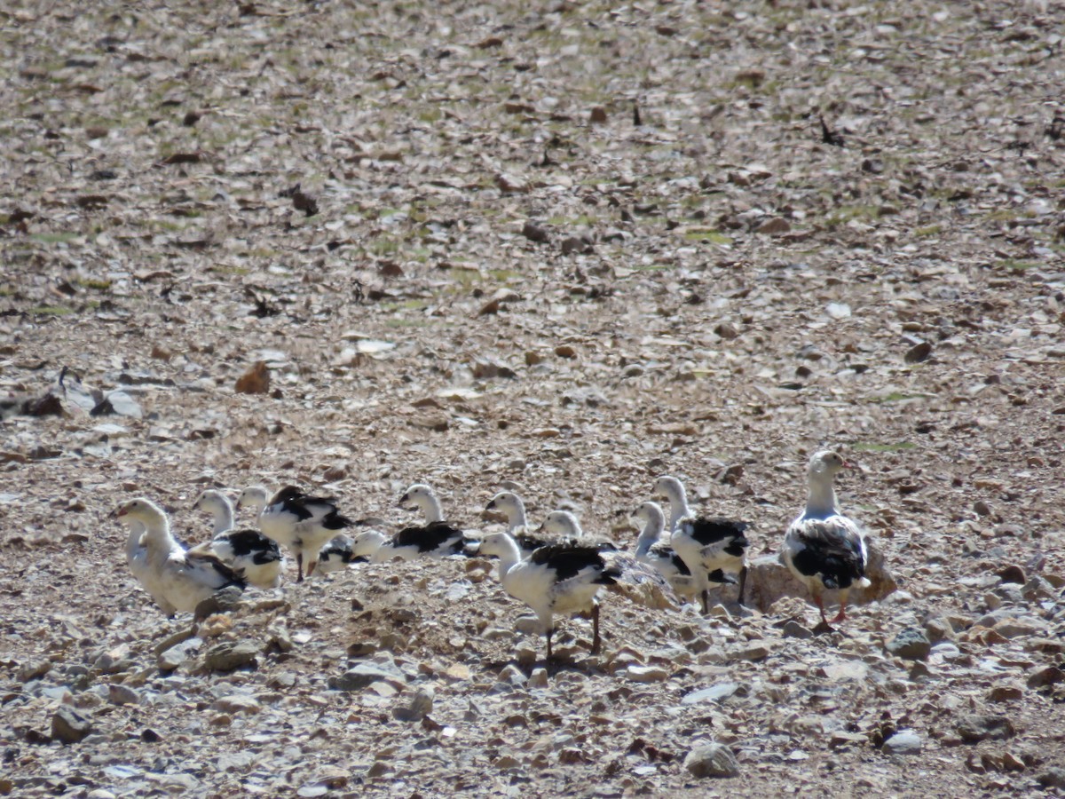 Andean Goose - ML50953981