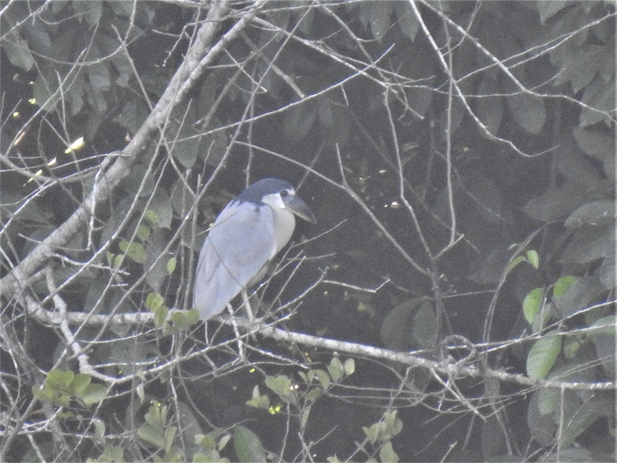 Boat-billed Heron - ML509539861