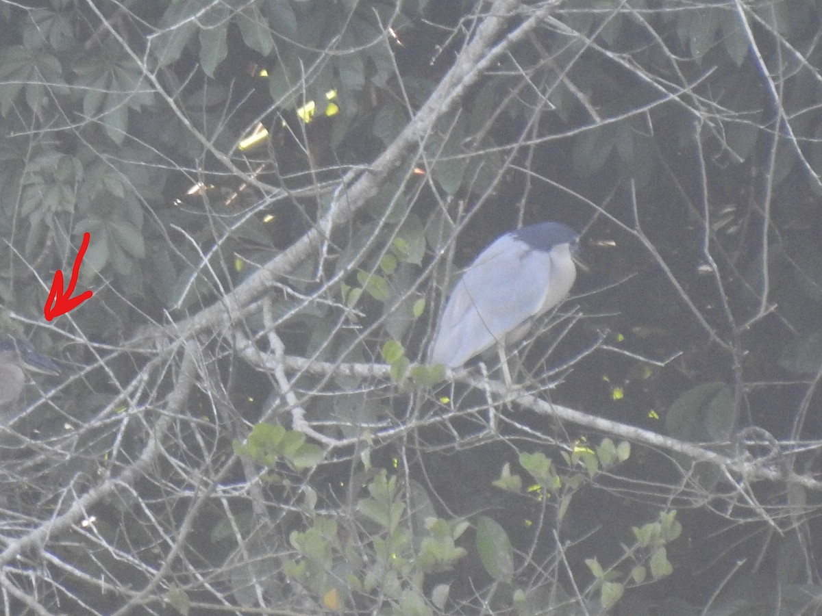 Boat-billed Heron - ML509539871