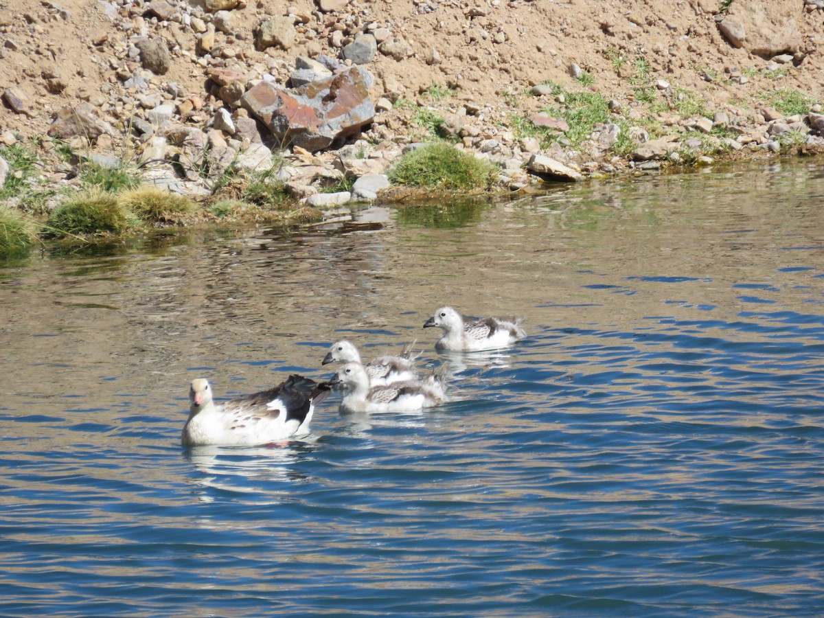 Andean Goose - ML50953991